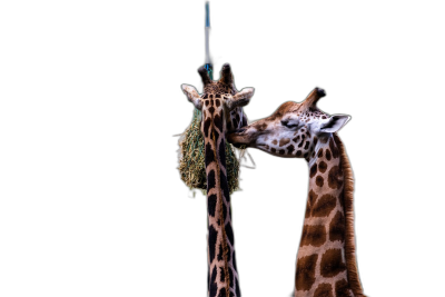 Photo of two giraffes eating from an elegant hanging hay feeder, solid black background, low angle shot, in the style of National Geographic photography.  Transparent Background