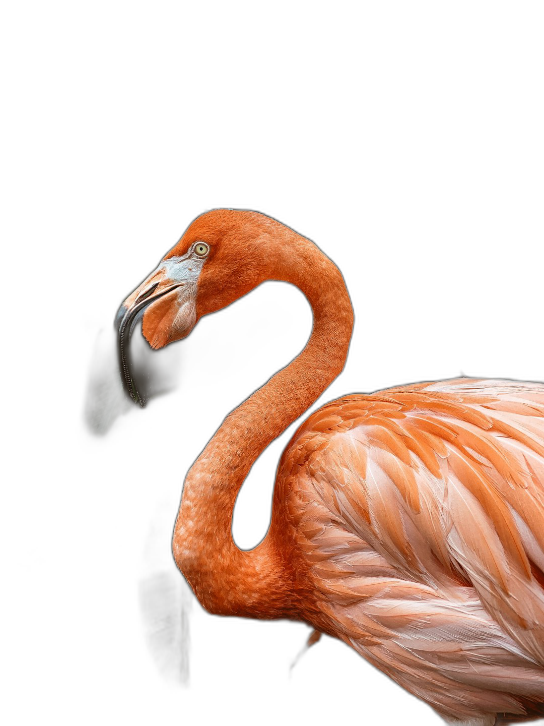 Beautiful Flamingo, black background, isolated by the side of its neck is a small feathered tail on one leg, national geographic photography  Transparent Background