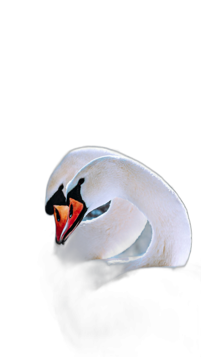 A white swan sleeping on its back, black background, photography style, simple and elegant. The head is painted with an orange beak and dark eyes, while the neck was shaped into two Sshaped curves. A small amount of light reflected from under chin to body surface. Soft lighting highlights every detail of feathers. High definition photography.  Transparent Background