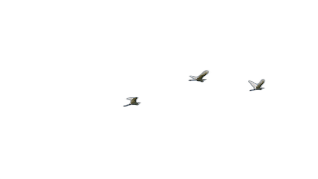 Three small white birds flying in the dark sky, against a black background, with real photographic details shown at high definition, in a clean and simple minimalist style, captured with an ultra wide angle lens, at 32K HD resolution.  Transparent Background