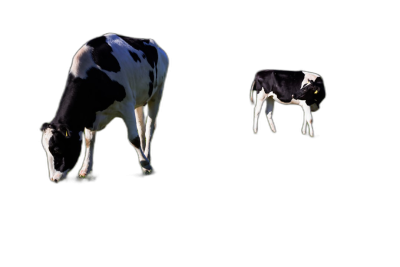 Cows on a black background, 3D renderings of cows in two different styles: cute style and simple shape. A cow is eating grass on the left side of the picture with its head down. The baby calf stands upright behind it, with only two legs visible at chest level. Black sky and white color scheme. Bright light illuminates them from above, creating a pure black environment with a pure dark background. It has high resolution, high definition, and a solid color background.  Transparent Background