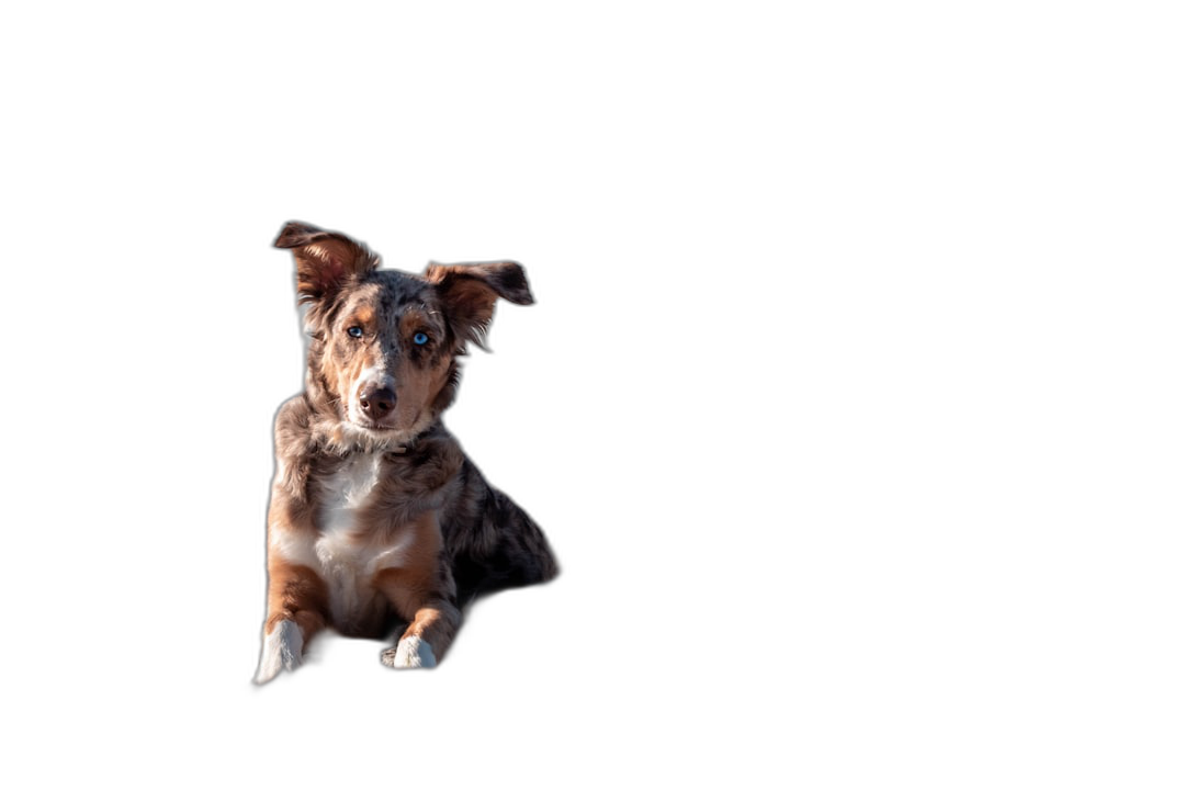 A cute dog sitting in the air, isolated on a black background with copy space, in a studio shot.  Transparent Background