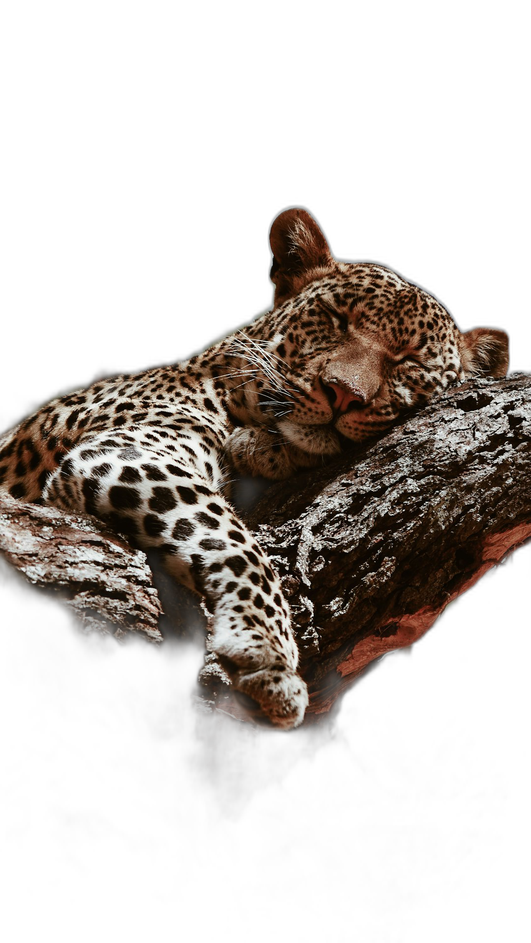 A leopard sleeping on the tree trunk, black background, hyper realistic photography  Transparent Background