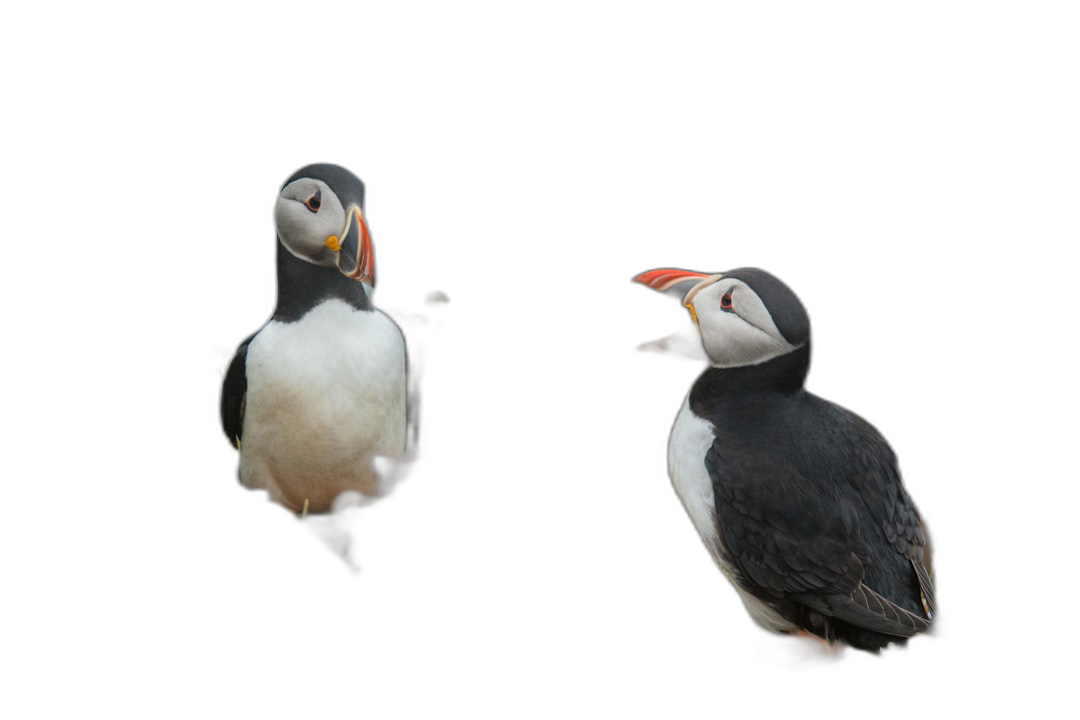 2 Puffins, one in the foreground and the other far away on a black background, in the style of photorealistic, high resolution, professional photograph, highly detailed, sharp focus, cinematic lighting  Transparent Background