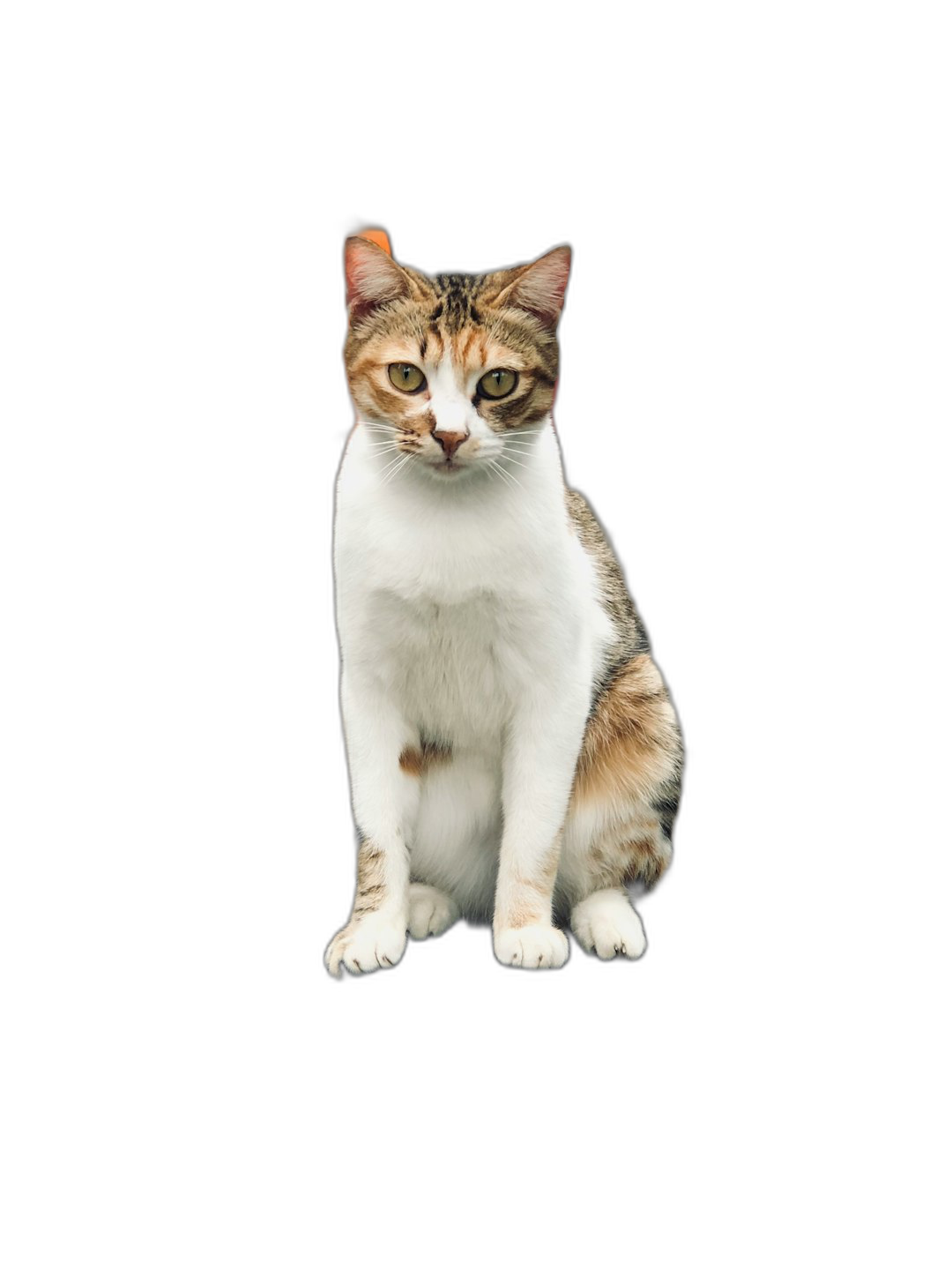 full body portrait of cute calico cat isolated on black background, sitting down with paws spread out, studio photography, shot from front  Transparent Background