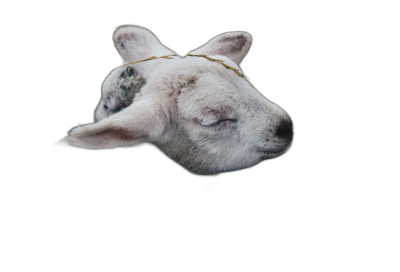 A floating lamb's head with eyes closed, tied by the neck on black background, hyper realistic photography  Transparent Background