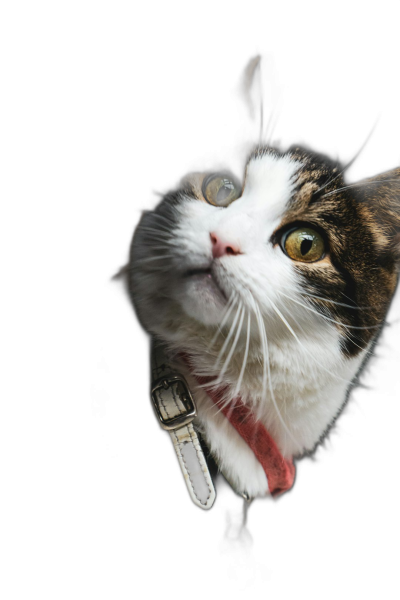 A white and brown cat with a red collar hanging from the neck of an iPhone on a black background, in a closeup shot, in the style of studio photography, in the style of portrait photography, hyper realistic, cinematic light, high resolution photography, HDR.  Transparent Background