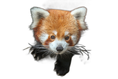 A cute red panda, front view, pure black background, photography style, high definition details  Transparent Background