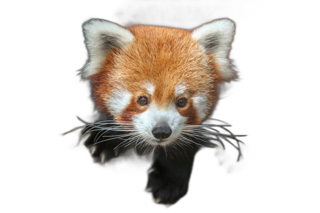 A cute red panda, front view, pure black background, photography style, high definition details  Transparent Background