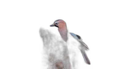 Jay bird in the dark, a photo taken from a long distance, soft light on the face and body, in the nature photography style, black background, no leaves or trees, the head is tilted upwards to look like it's looking at the camera, the tail feathers are visible, the head slightly turned up. The scene captures the majestic silhouette of an ancient tree trunk against a pitchblack sky, creating a mysterious atmosphere.  Transparent Background