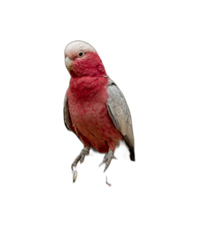 Beautiful galah, full body, high resolution digital photography black background  Transparent Background