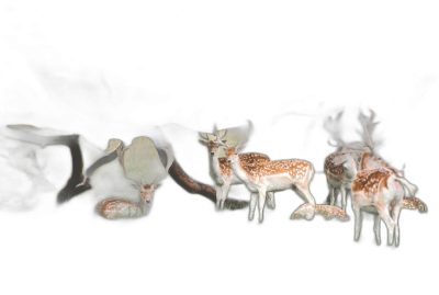 a group of fallow deer, night vision photography, black background, flash lighting, realistic photo, high resolution  Transparent Background