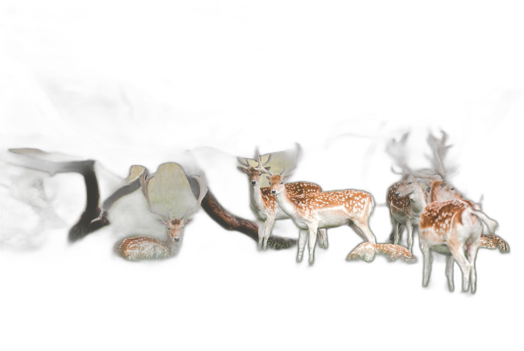 a group of fallow deer, night vision photography, black background, flash lighting, realistic photo, high resolution  Transparent Background