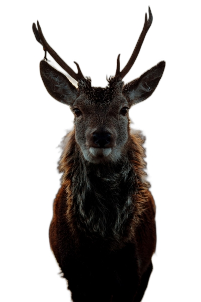 A red deer, symmetrical composition, front view, backlight shooting, black background, telephoto lens, natural posture, and majestic expression., unreal engine rendering, portrait photography, symphonic mood.  Transparent Background