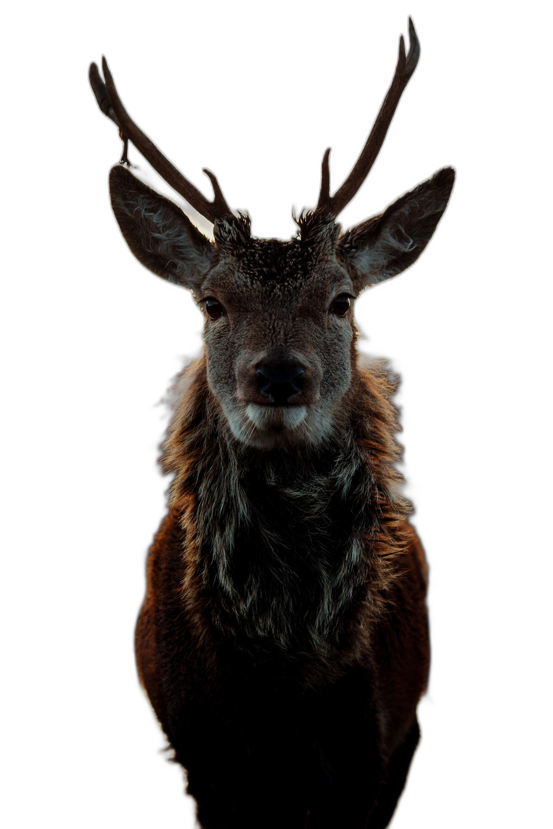 A red deer, symmetrical composition, front view, backlight shooting, black background, telephoto lens, natural posture, and majestic expression., unreal engine rendering, portrait photography, symphonic mood.  Transparent Background