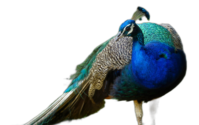 A peacock with its tail spread out, standing on one leg against a black background, portrayed in the style of portrait photography, with high resolution, high details, high quality, and high sharpness. A hyperrealistic photograph with hyperdetail, professionally lit with sharp focus and cinematic color grading.  Transparent Background