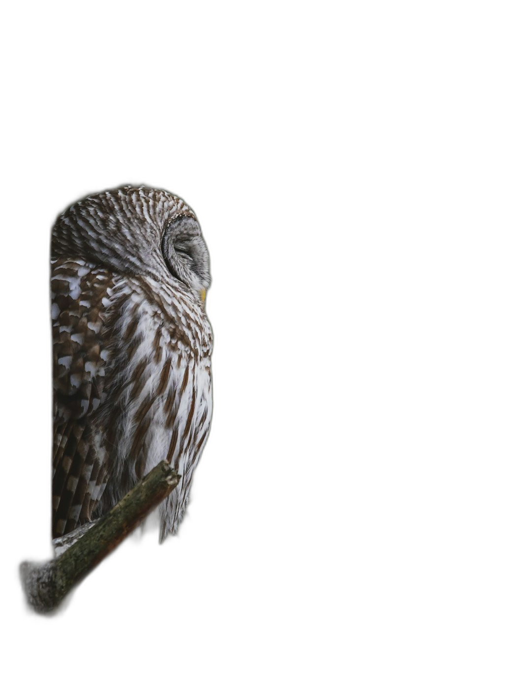 Barred Owl in the dark, sitting on branch with head turned to left side and eyes closed, simple minimalist, black background, high definition photography, hyper realistic  Transparent Background