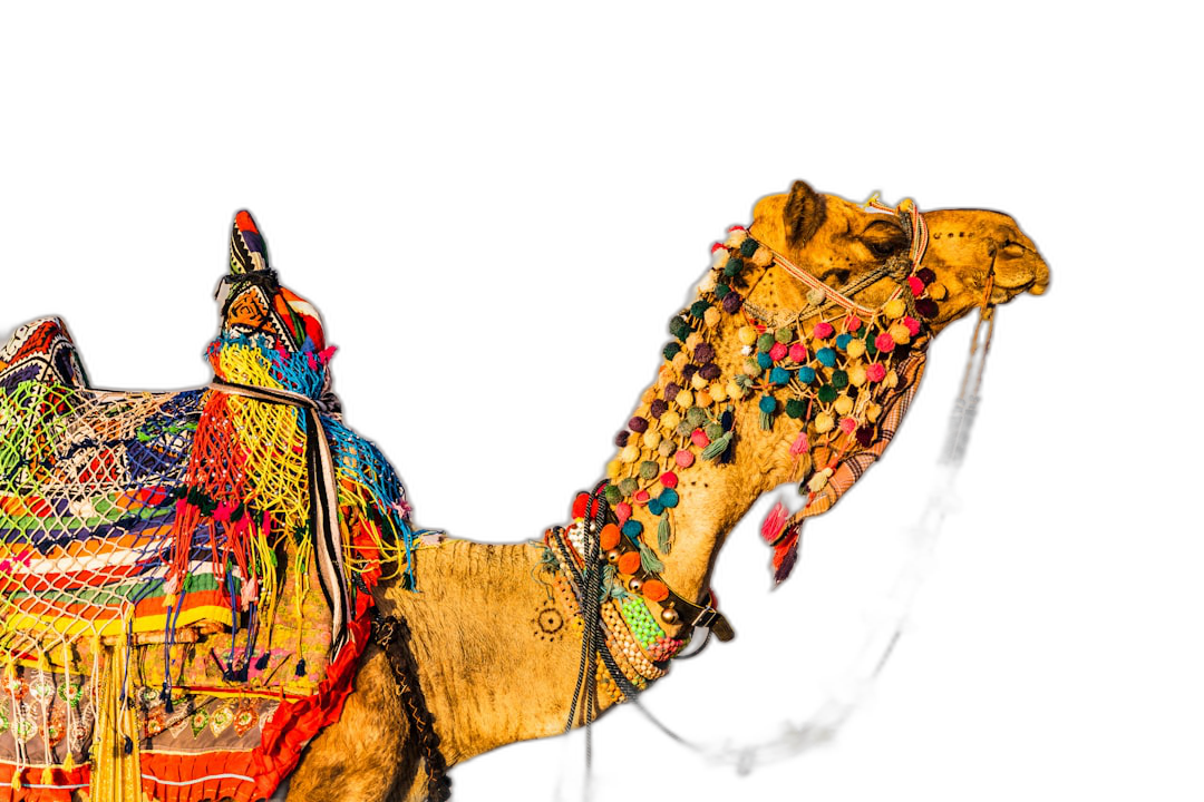 Beautiful colorful ornate camel decorated with beads and ribbons, black background, professional photography, high resolution  Transparent Background