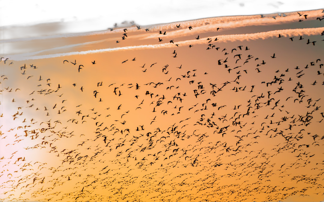 A huge flock of birds, a sky full of geese flying south for the winter at sunset with streaks in an orange and yellow color scheme. A wideangle view from above looking down on them, showing endless flocks of wild waterfowl, creating a spectacular scene. The ge sis against a backdrop of a beautiful twilight sky. High resolution photography, Hasselblad X2D 100C camera with Noctilux 50mm lens, aperture F/8  Transparent Background