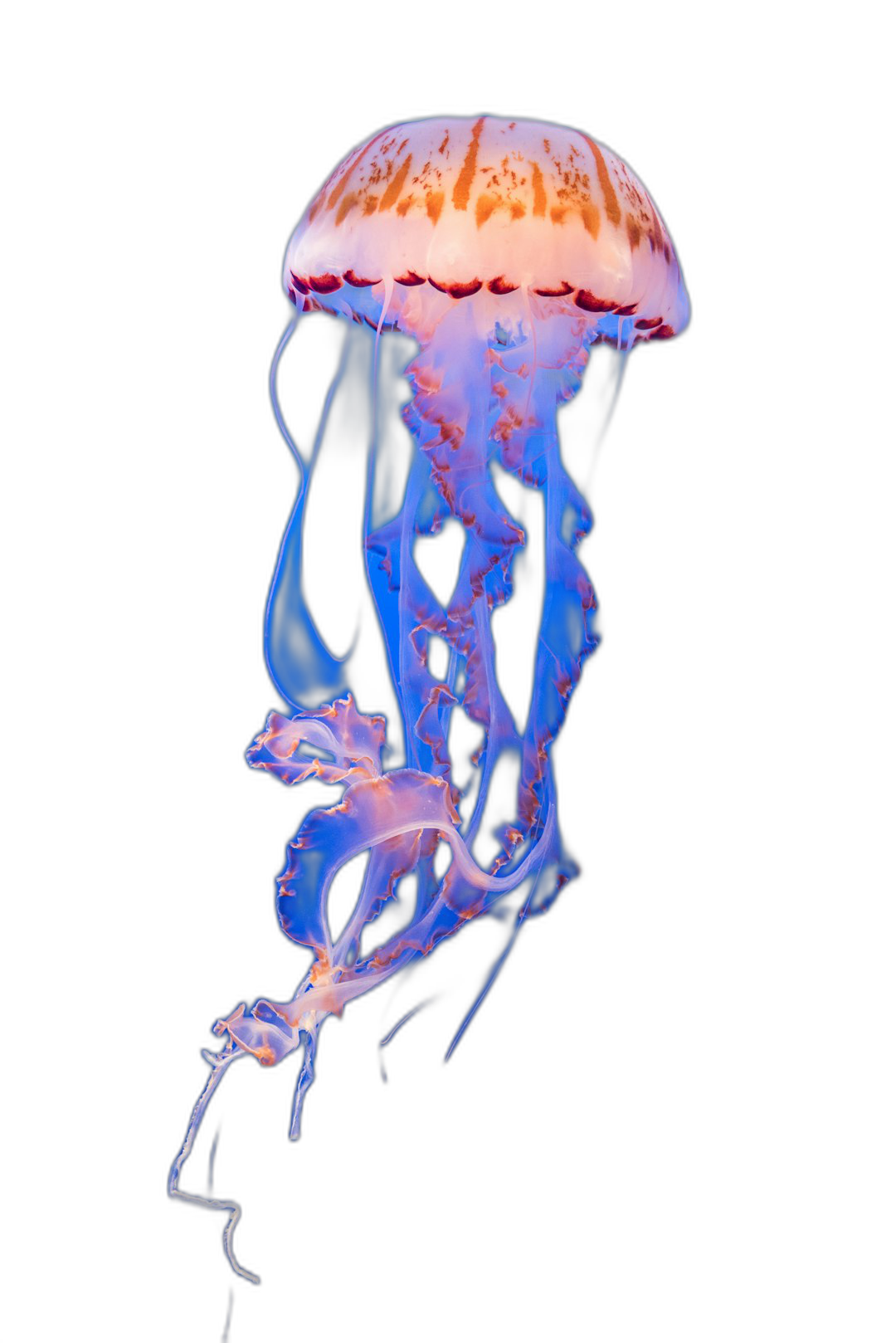 jellyfish glowing in the dark, isolated on black background, high resolution photography  Transparent Background