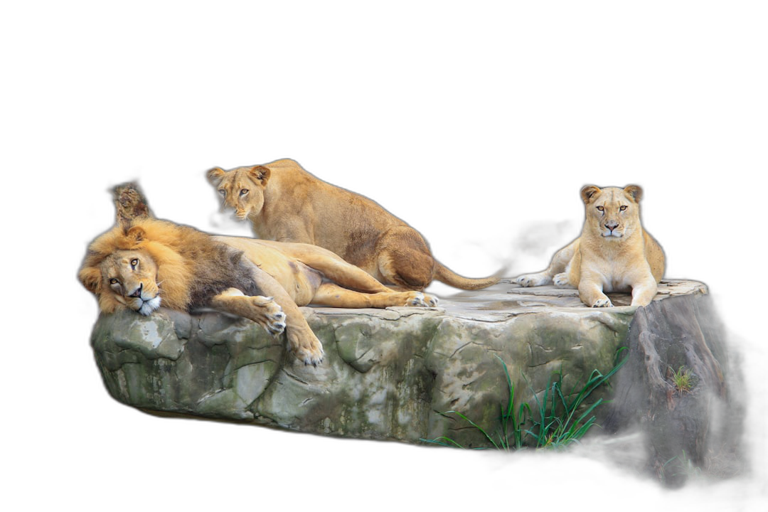 A photo-realistic group of lionesses lounging on an isolated rock with a black background, in a wide shot showing their full bodies.  Transparent Background