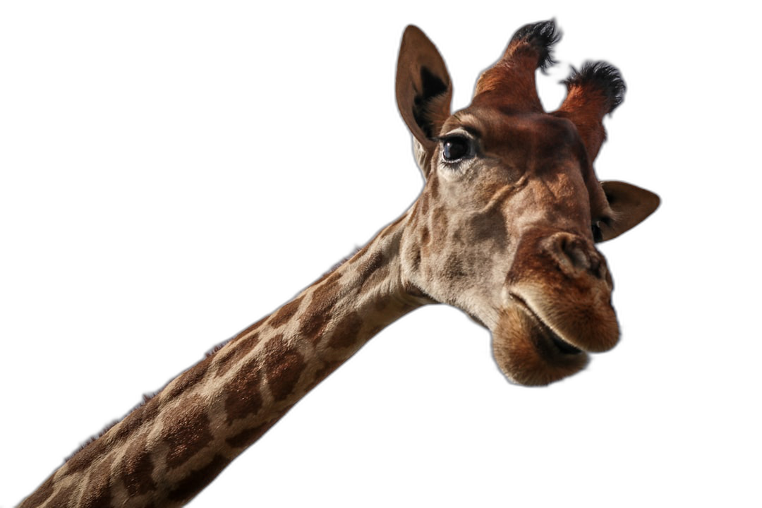 Giraffe head looking at the camera, isolated on a black background, a detailed photo, high resolution photography, professional color grading, soft shadows, no contrast, clean sharp focus in the digital photography.  Transparent Background