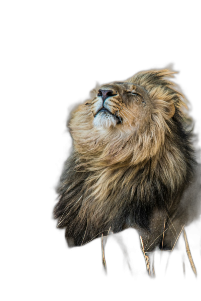 lion in the savannah, black background, full body, portrait, looking up at sky, long mane, eyes closed, realistic, high resolution photography  Transparent Background