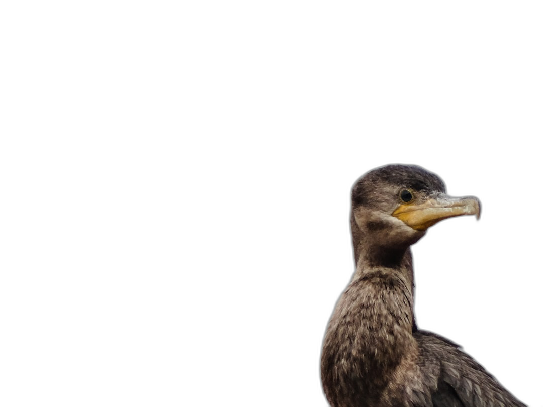 A cute little black background with the head of an adult cormorant, isolated on a pure black background, in the style of high resolution photography.  Transparent Background