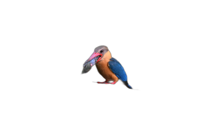 Stork-billed Kingfisher with fish in its beak on a black background, high definition photography in the style of minimalism.  Transparent Background