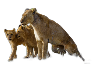 full-bodied lioness with cub, isolated on a black background, in the style of high resolution photography  Transparent Background