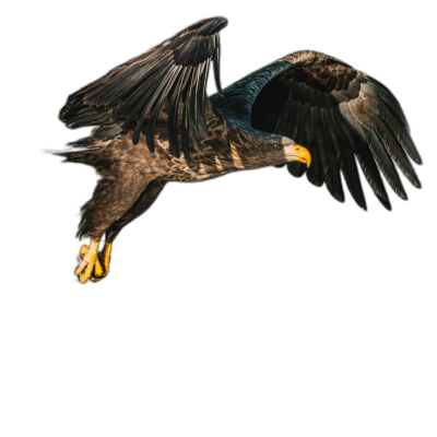 whitetailed eagle flying, full body on black background, photorealistic, hyperrealism, studio photography, high contrast, professional color grading, soft shadows, no grainy textures, no text or typography Transparent Background