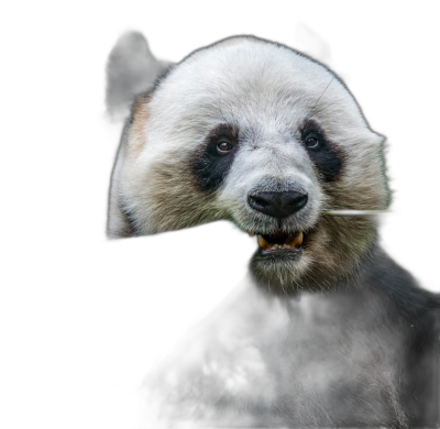 A panda with its head tilted to the side, its mouth open and showing teeth, with black background, portrait photography, cinematic light, hyper realistic photo, super resolution  Transparent Background