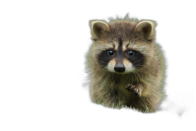 Cute baby racoon, walking towards the camera on grass in dark forest, black background, hyper realistic photography  Transparent Background