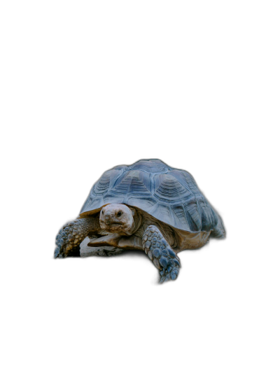 tortoise, on black background, full body, photo realistic, high resolution photography  Transparent Background