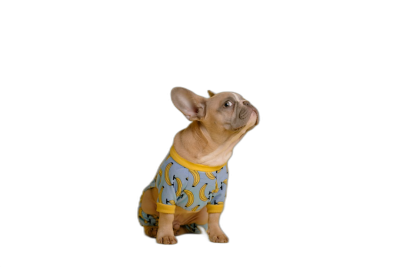 Cute French Bulldog wearing pajamas with a banana pattern, sitting on a black background. A photorealistic photograph taken using a Sony Alpha A6000 camera in the style of the artist.  Transparent Background