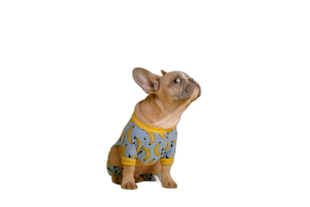 Cute French Bulldog wearing pajamas with a banana pattern, sitting on a black background. A photorealistic photograph taken using a Sony Alpha A6000 camera in the style of the artist.  Transparent Background