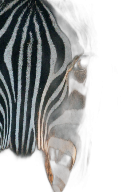 A closeup of the head and neck of an African zebra, its stripes illuminated by moonlight against a black background, creating dramatic shadows. The photo is taken from behind with a low angle view, emphasizing details like eyes or mouth. The focus is on the face.  Transparent Background