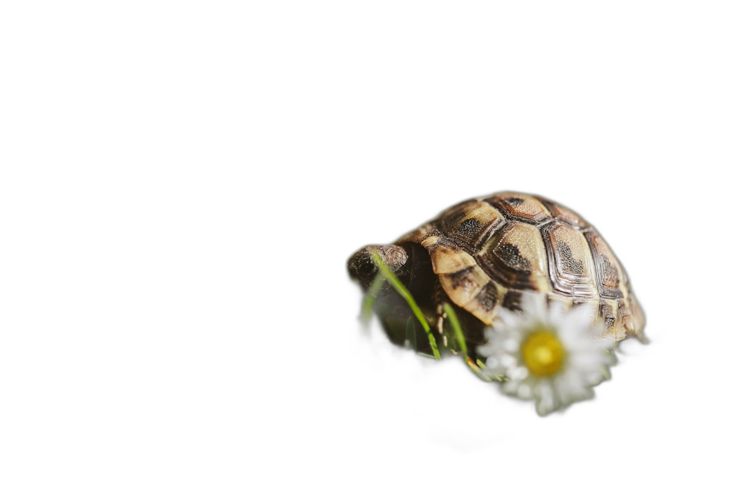 Tortoise eating grass with a daisy flower on a black background, in the style of copy space concept  Transparent Background