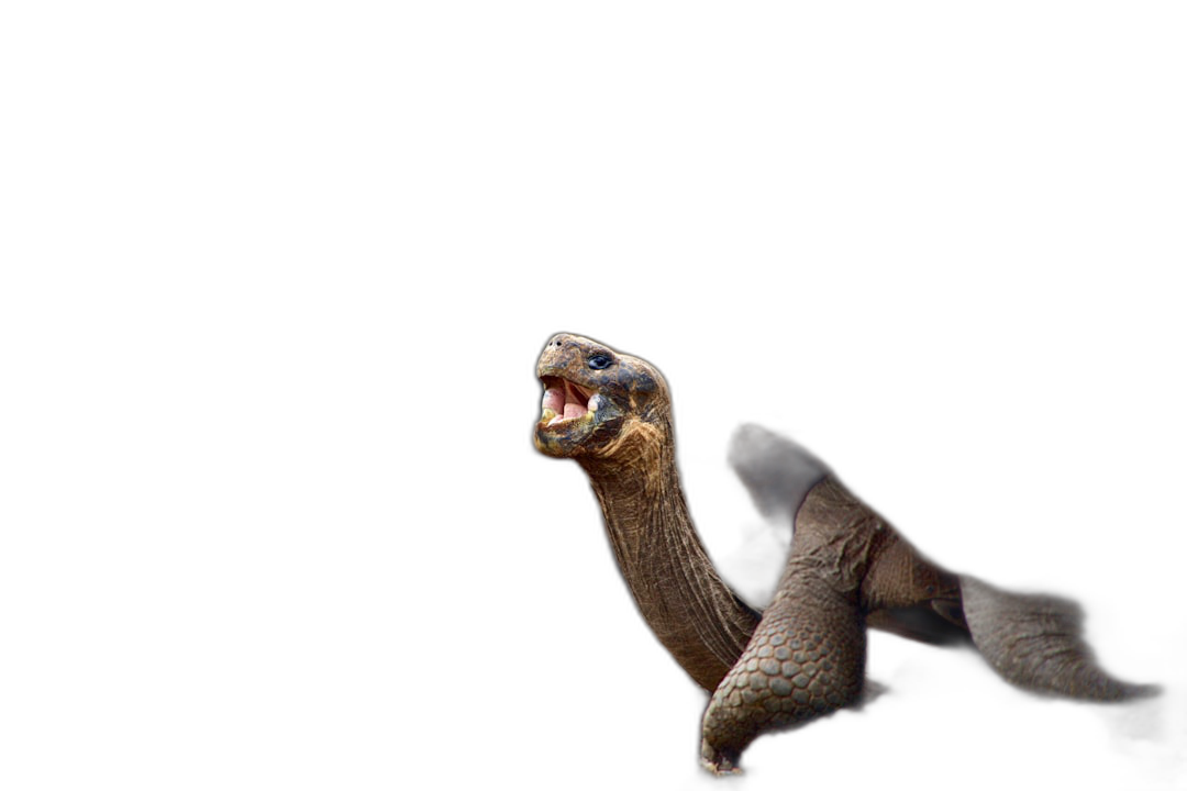 Tortoise with open mouth isolated on a black background, in the style of copy space concept.  Transparent Background