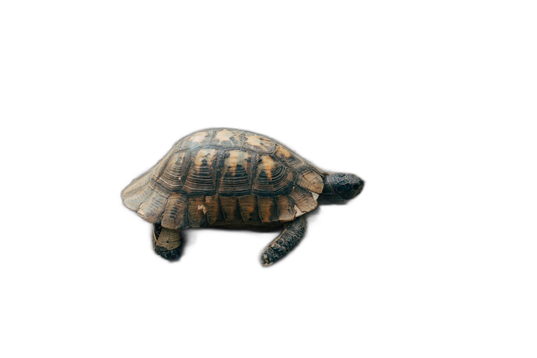 A small, cute turtle running fast on a black background, seen from above. In the style of isolated on a clear black background.  Transparent Background