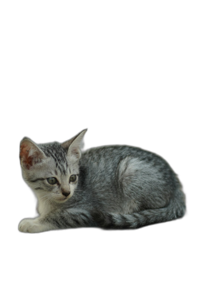 A small grey kitten laying on the floor with an isolated black background in the style of hyper realistic full body shot.  Transparent Background