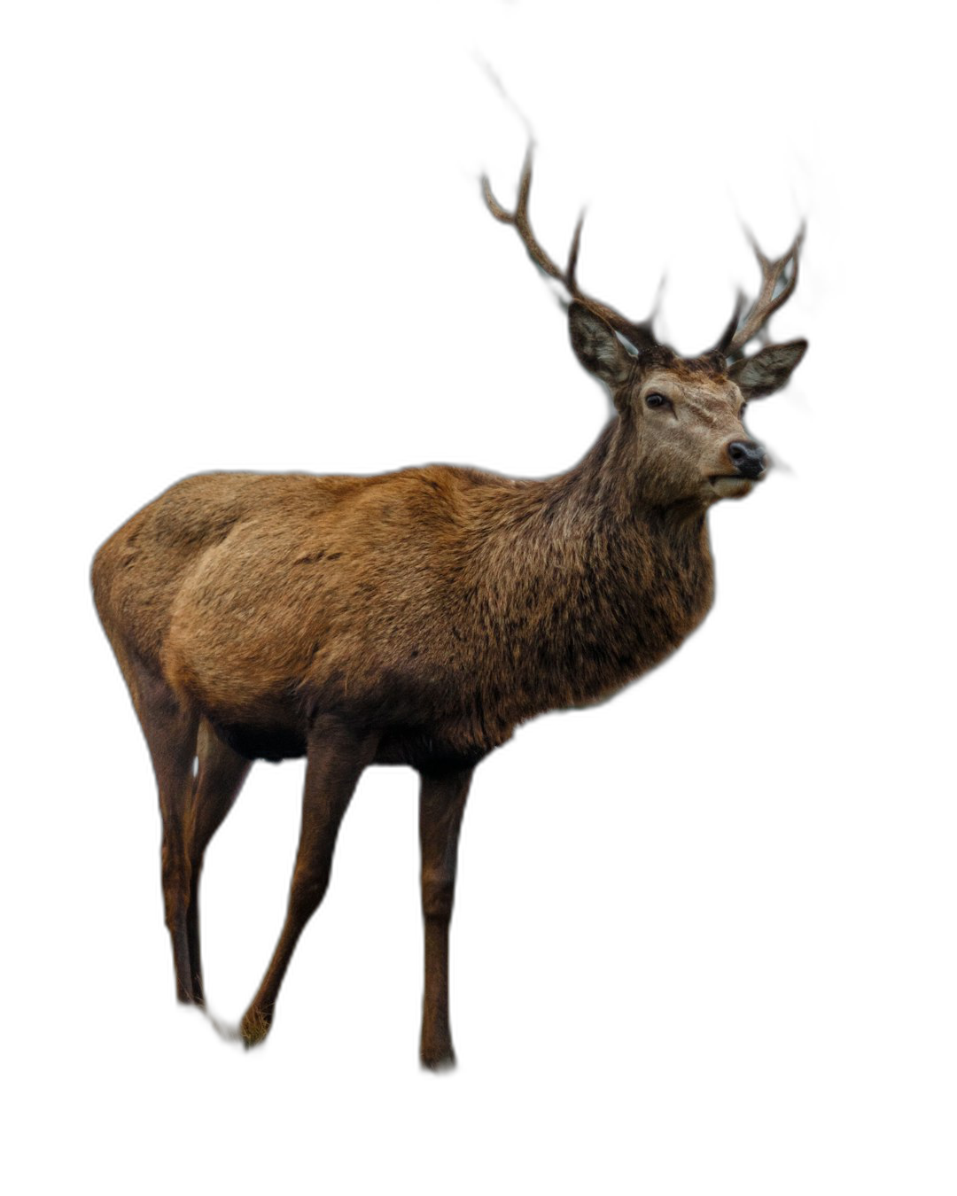 hyper realistic photo of Red deer standing, full body, black background, high resolution photography  Transparent Background