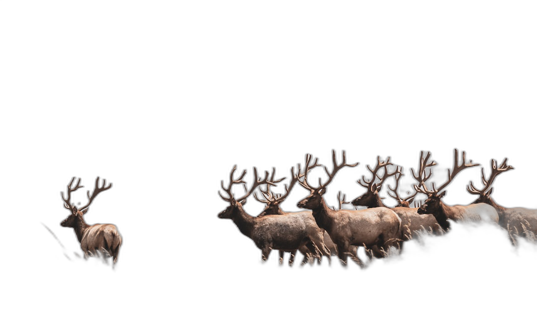 A herd of reindeer running in the dark, side view, long exposure photography, minimalistic, dark background, in the style of hyper realistic, in the style of hyper detailed  Transparent Background