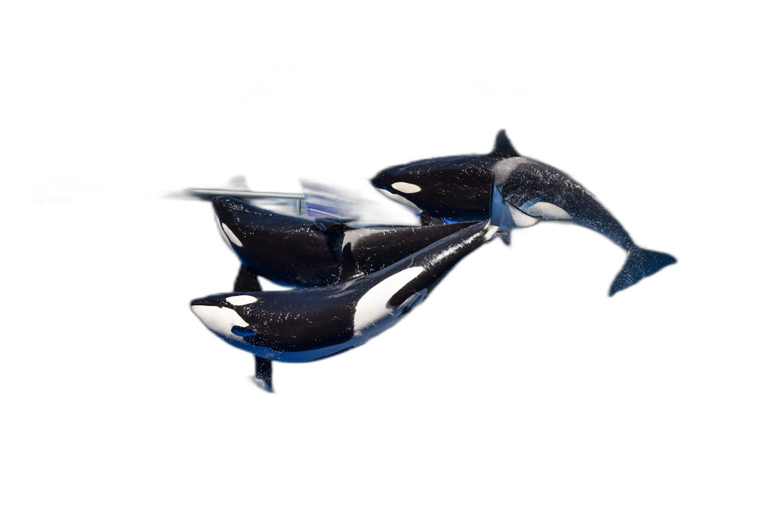 A highly detailed 3D render of two orcas swimming together isolated on a black background, with a full body view including legs and tail, created in Unreal Engine 5 using Octane rendering and ray tracing reflections.  Transparent Background