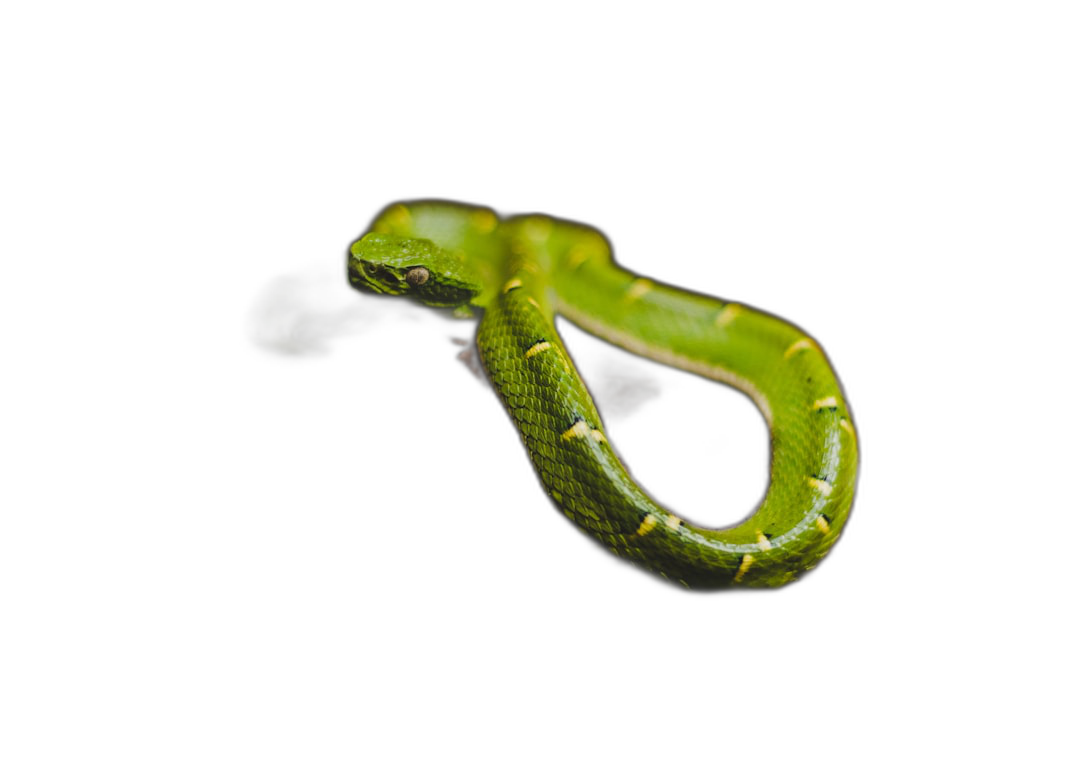 green tree snake on black background, professional photography  Transparent Background