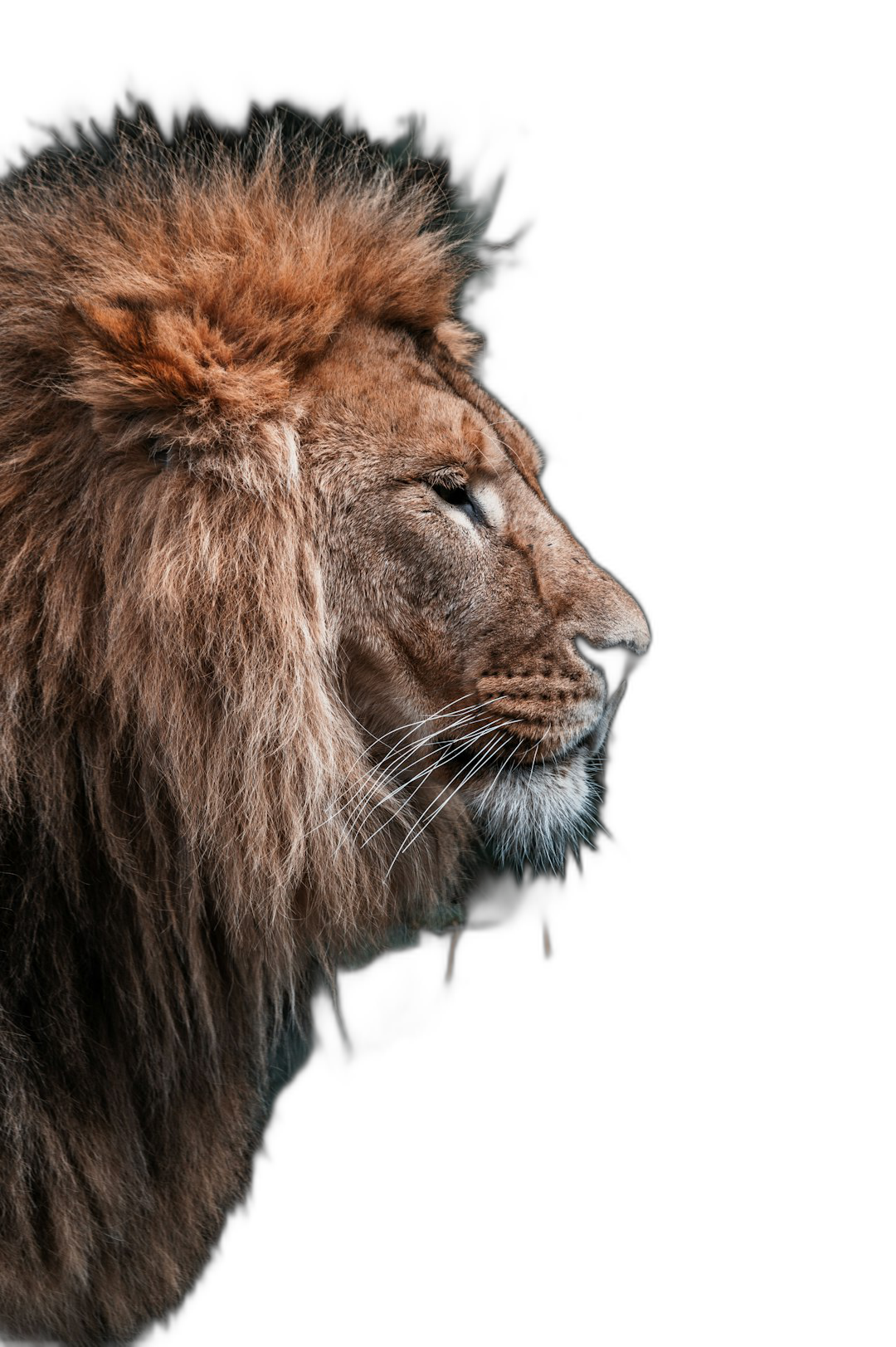 A majestic lion, profile view against black background, portrait photography, high resolution  Transparent Background