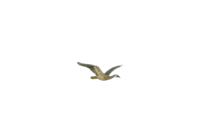 small flying bird, solid black background, drone view  Transparent Background