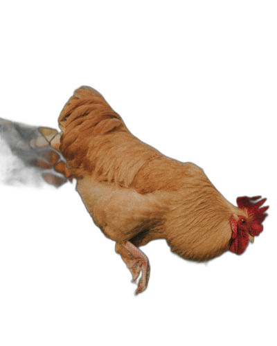 chicken, laying on back with head up and feet down in the air, side view, black background, hyper realistic photography  Transparent Background