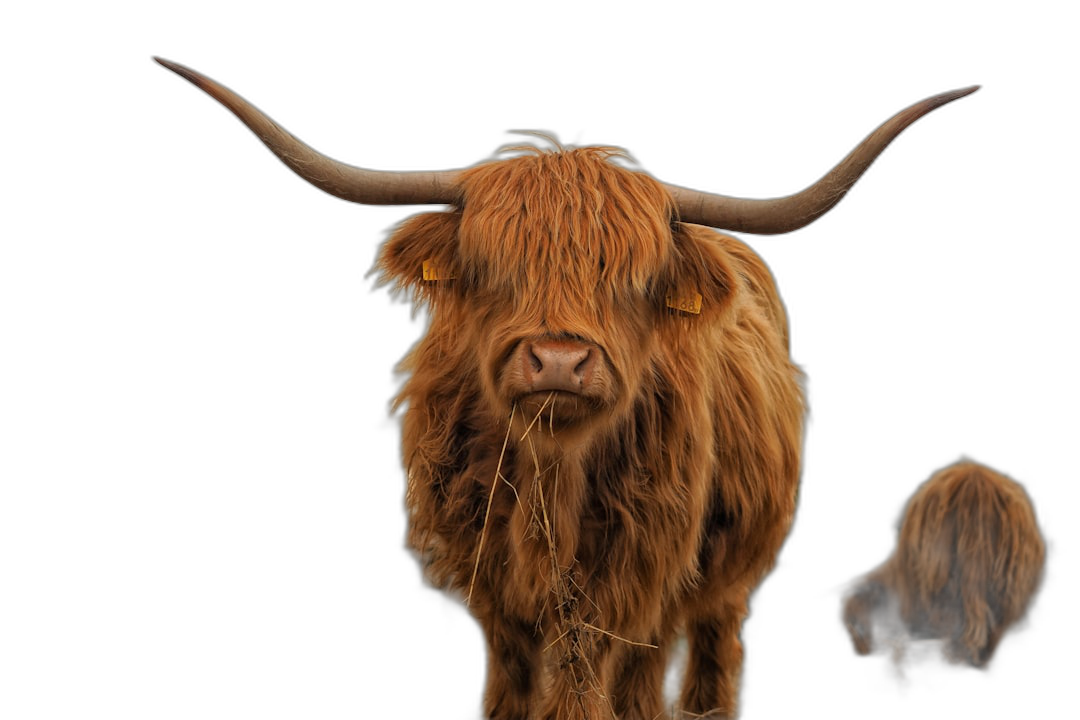 A Scottish Highland Cow with long, frizzy hair and small horns standing in front of the camera eating hay on black background, portrait photo  Transparent Background