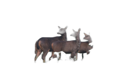 three deer in the dark, hyper realistic, low light, black background, rendered in the style of ray tracing  Transparent Background